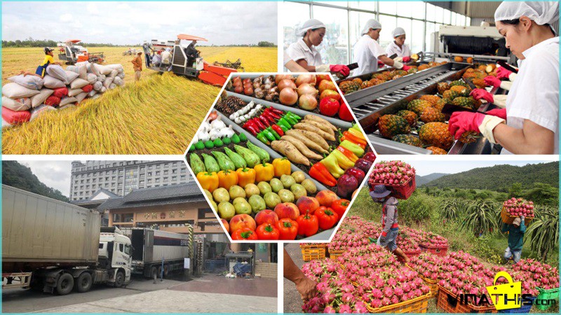 BÁO CÁO TOÀN DIỆN NỀN KINH TẾ NÔNG NGHIỆP VIỆT NAM: HIỆN TRẠNG 2025, TRIỂN VỌNG 2026 VÀ VỊ THẾ CHIẾN LƯỢC TOÀN CẦU
